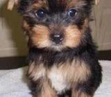 Masculino lindo y yorkie femenina