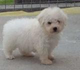 Hermoso cachorro bichon frise