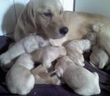 Hermosos cachorros golden reatriver