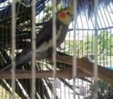 Cacatua ninfa