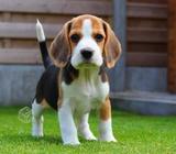 Mascota beagle