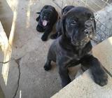 Perritos mastin con rotweiler