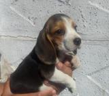 BUSCO Beagle 2 meses (listos para entrega)