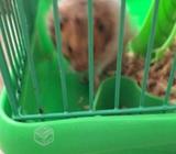 Hamster con casa incluida