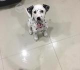 compro Dalmata