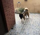 Se busca akita inscrito para crusar