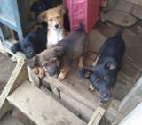 Se regalan cachorritos